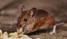 24 Hour & Emergency Exterminators in Detroit Lakes, MN